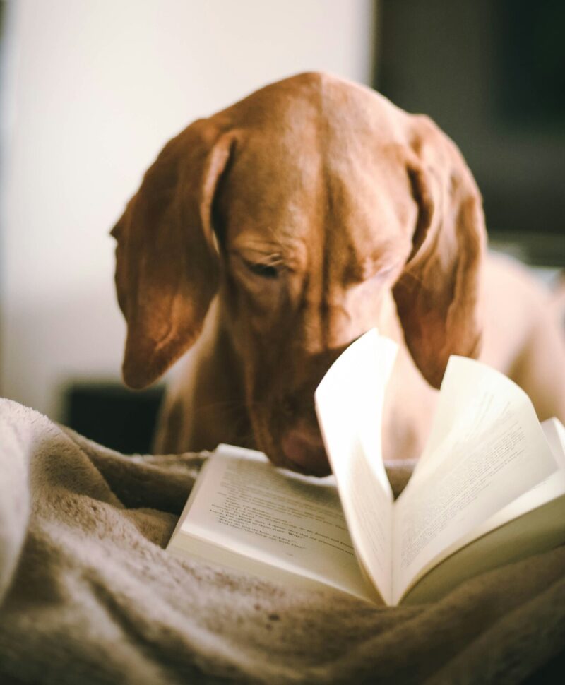 de leesclub amsterdam